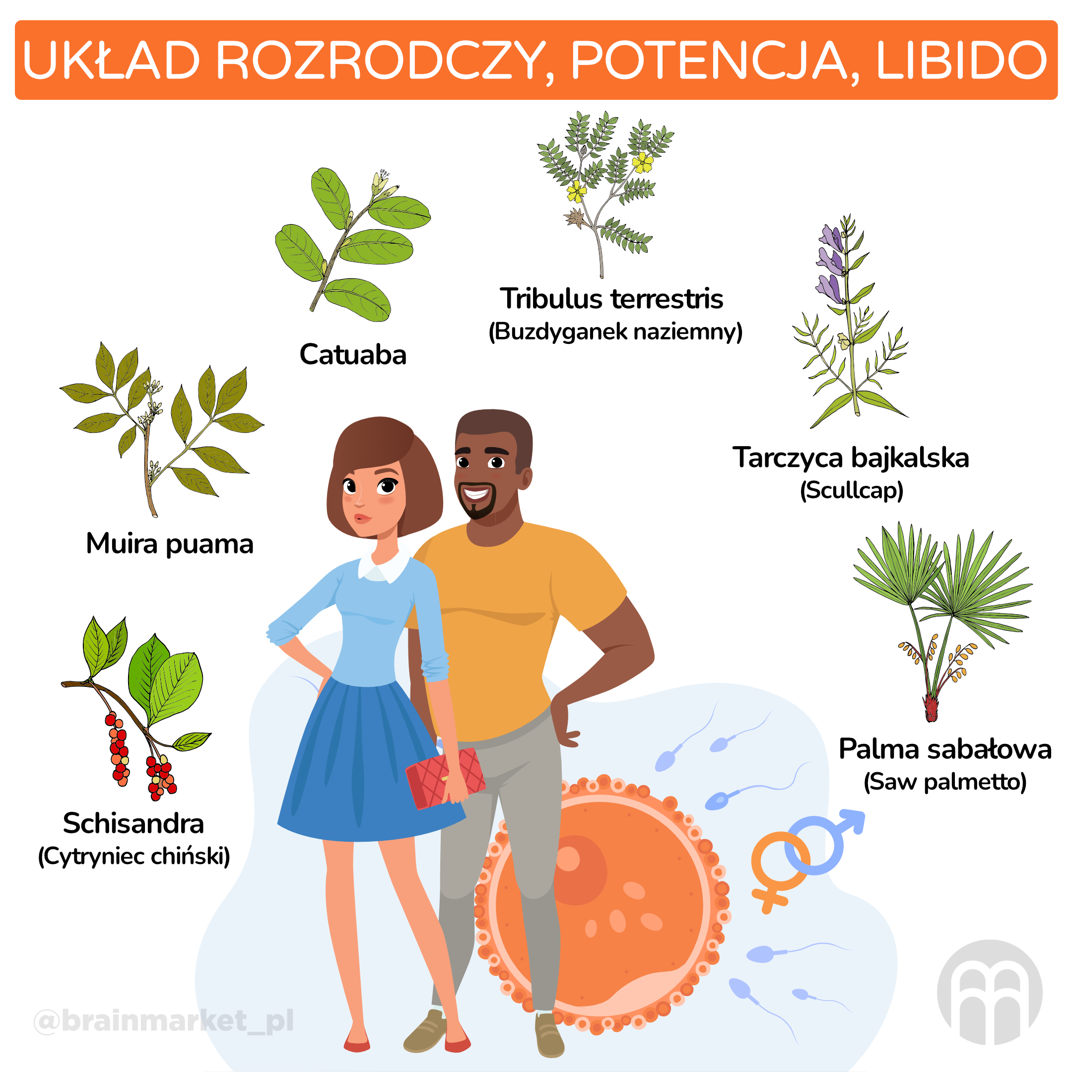 Reprodukční systém, potence, libido_infografika_pl